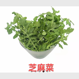 芝麻菜