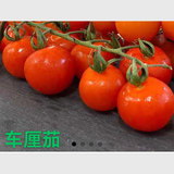 车厘茄