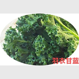 羽衣甘蓝