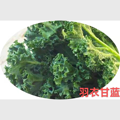 羽衣甘蓝