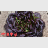 牛油生菜